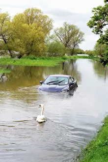 Sophie Gooders: Car and swan in flooded river - Sun 6 May 2012
