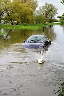 Sophie Gooders: Car and swan in flooded river - Sun 6 May 2012