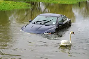 Sophie Gooders: Car and swan in flooded river - Sun 6 May 2012