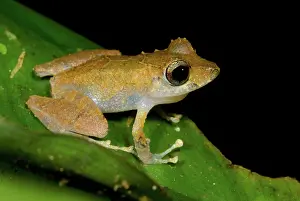 Robber: Carabaya Robber Frog