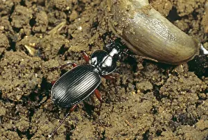 Attacks: Carabid beetle attacks slug