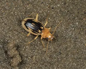 Scarce: Carabid Beetle (Nebria complanata)