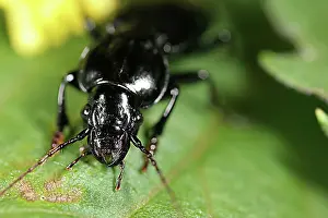 Agent: Carabid Beetle Rootworm Rredator