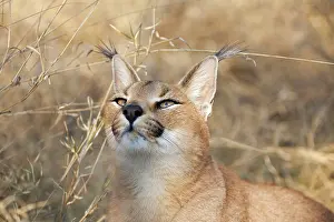 Caracals: Caracal