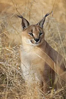 Caracals: Caracal