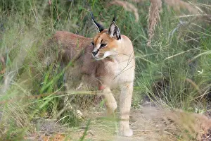 Caracals: Caracal