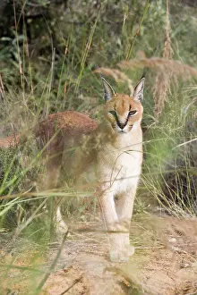 Caracals: Caracal