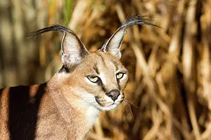 Caracals: Caracal