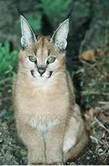 Caracal: CARACAL
