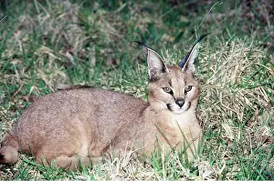 Caracal: CARACAL