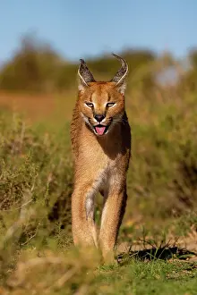 Caracal: CARACAL