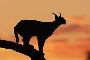 Caracal: CARACAL