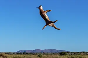 Caracal: CARACAL