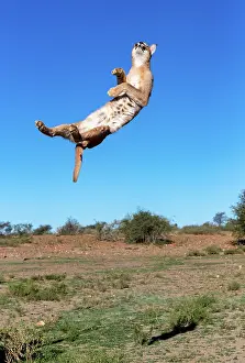 Single Animal: CARACAL