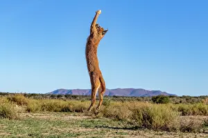 Single Animal: CARACAL