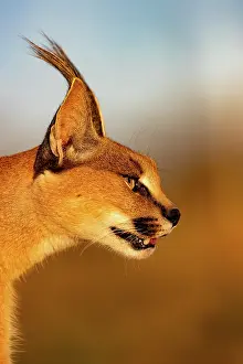Single Animal: CARACAL