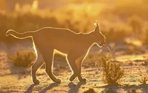Single Animal: CARACAL