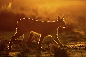 Single Animal: CARACAL