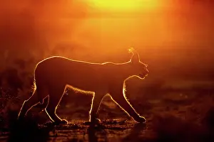 Single Animal: CARACAL