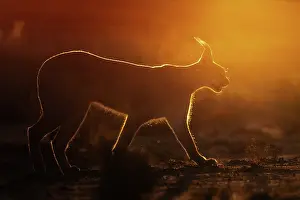 Single Animal: CARACAL