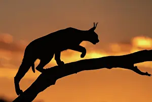 Single Animal: CARACAL