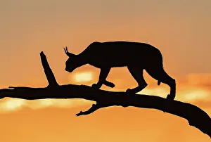 Single Animal: CARACAL