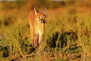 Single Animal: CARACAL