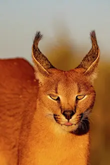 Single Animal: CARACAL