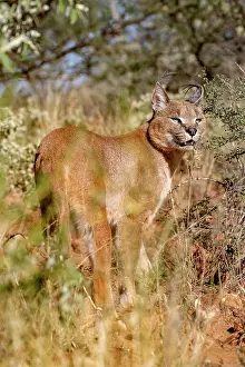 Single Animal: CARACAL