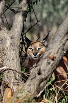 Single Animal: CARACAL