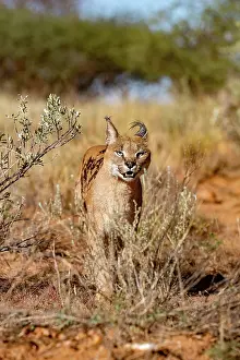 Single Animal: CARACAL