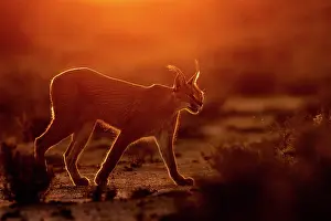 Single Animal: CARACAL
