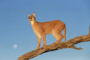Single Animal: CARACAL