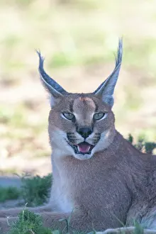 Single Animal: CARACAL
