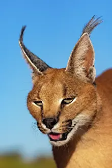 Single Animal: CARACAL