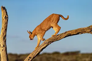 Single Animal: CARACAL