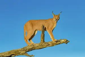 Single Animal: CARACAL