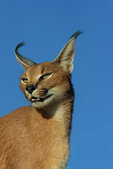 Single Animal: CARACAL