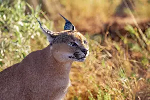 Single Animal: CARACAL