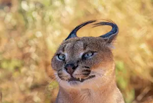 Single Animal: CARACAL