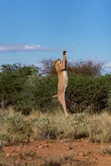 Single Animal: CARACAL