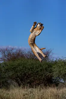 Single Animal: CARACAL