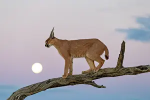 Moon: CARACAL