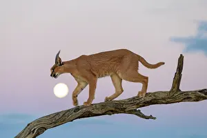 Moon: CARACAL
