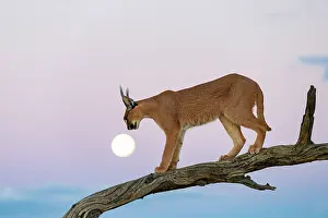 Moon: CARACAL