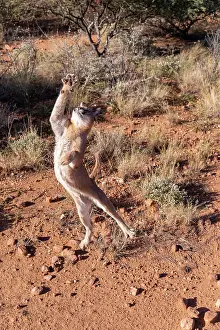 Single Animal: CARACAL