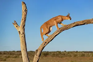 Single Animal: CARACAL