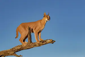 Single Animal: CARACAL