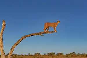 Single Animal: CARACAL