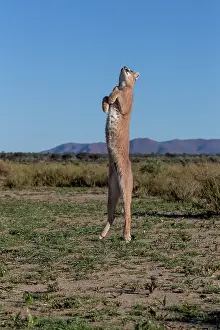 Single Animal: CARACAL